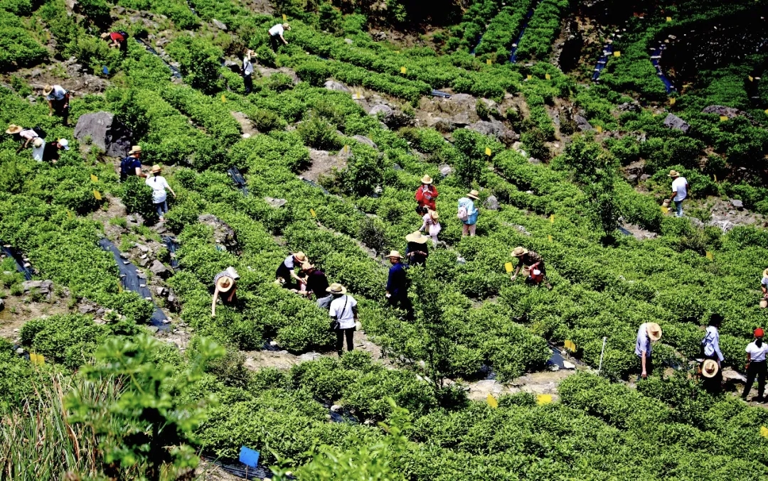 茶园小径