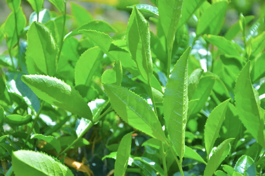 品质茶树